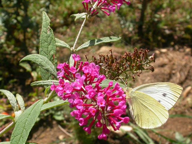 Large White butterfly on Buddleia 'Pink Pearl'