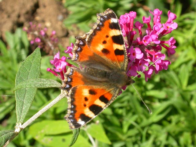 Small Tortoiseshell butterfly on Buddleia 'Pink Pearl'