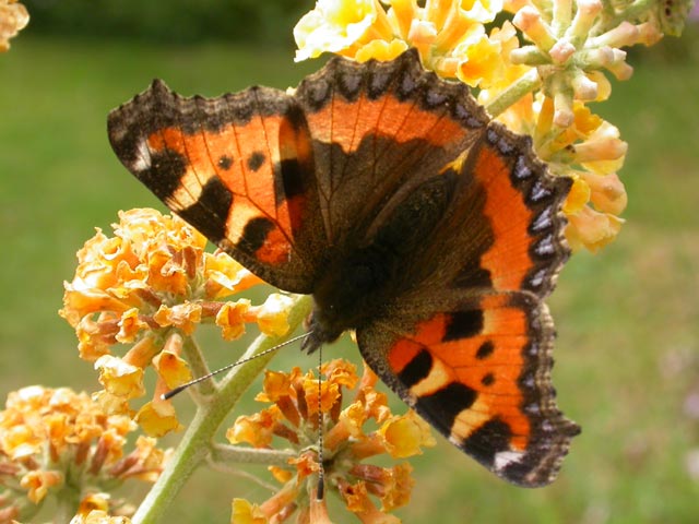 Small Tortoiseshell butterfly on Buddleia weyerana 'Sungold'