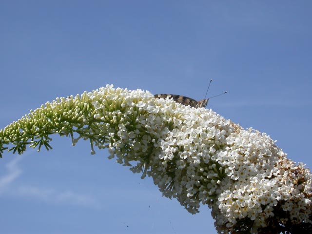 Painted Lady butterfly onBuddleia davidii 'White Profusion'