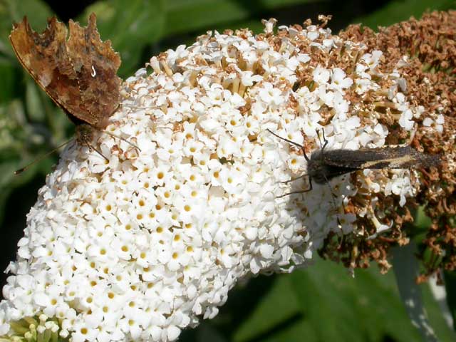 Comma and Small Tortoiseshell butterflies on Buddleia davidii 'White Profusion'