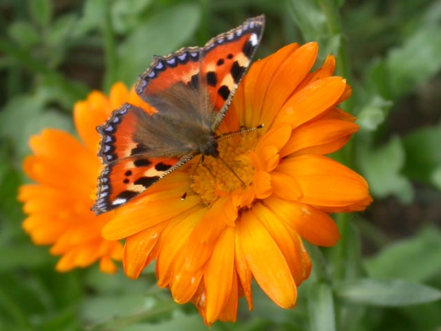 Small Tortoiseshell butterfly on Pot Marigold (Calendula)