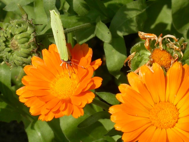 Brimstone butterfly on Pot Marigold (Calendula)