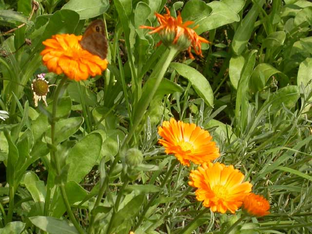 Gatekeeper butterfly on Pot Marigold (Calendula)