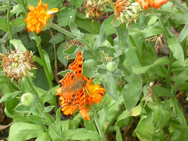 Comma butterfly on Pot Marigold (Calendula)