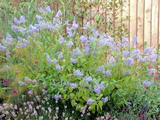 Ceanothus in flower