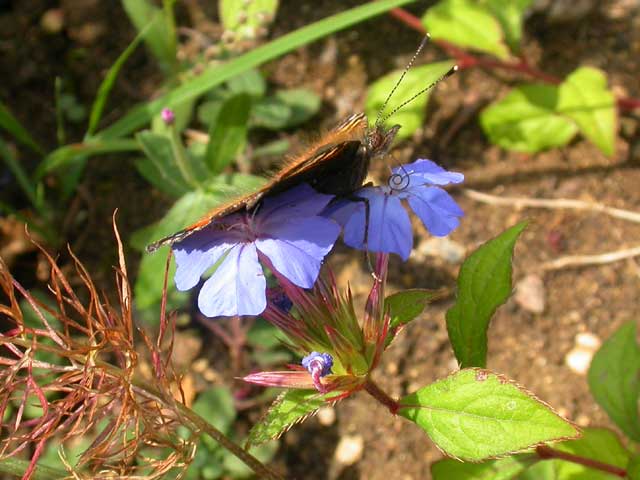 Small Tortoiseshell butterfly on Ceratostigma willmottianum