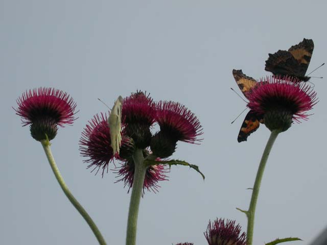 Large White and Small Tortoiseshell butterflies on Cirsium