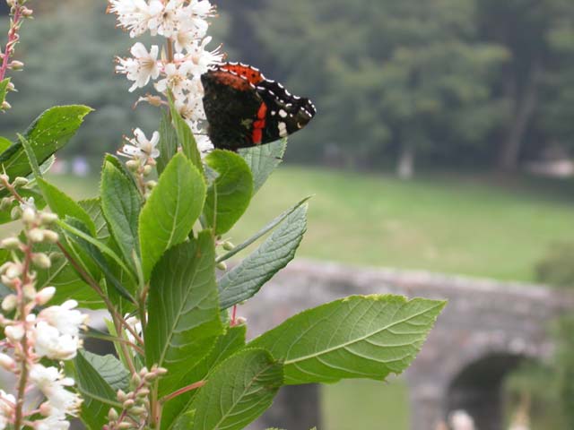 Red Admiral butterfly on Clethra