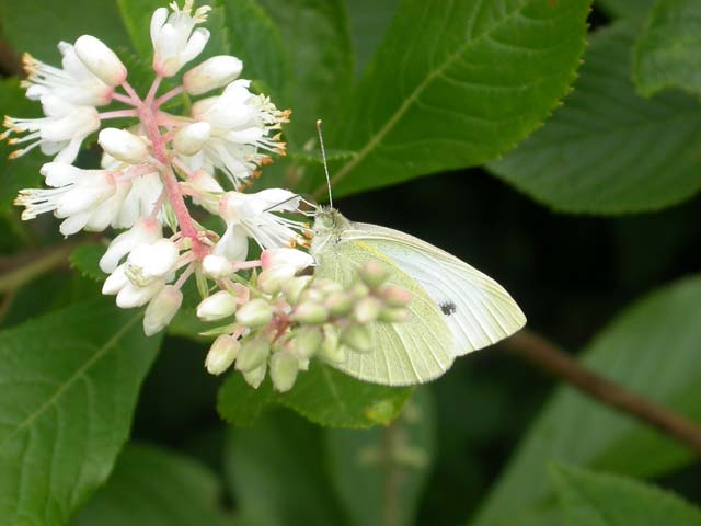 White butterfly on Clethra