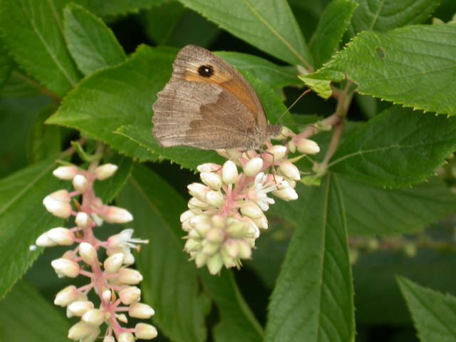 Meadow Brown butterfly on Clethra