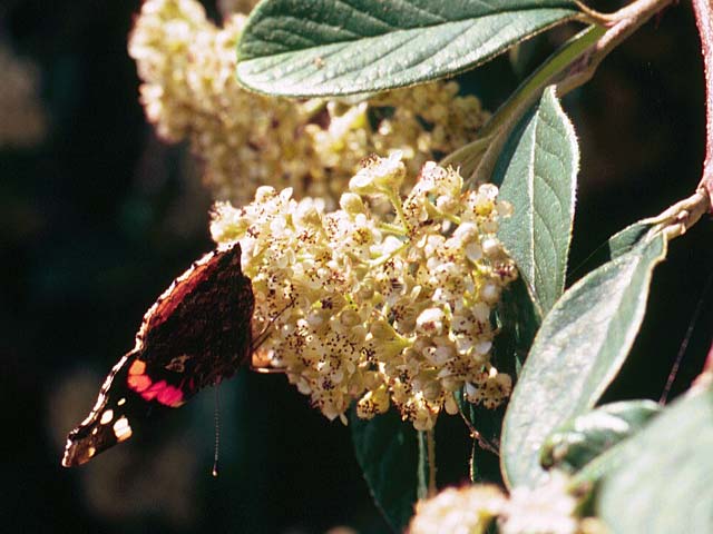 Red Admiral on Cotoneaster lacteus