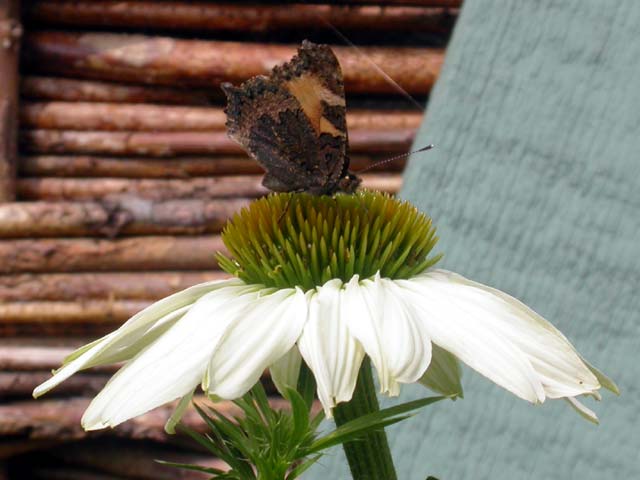 Small Tortoiseshell butterfly on Coneflower