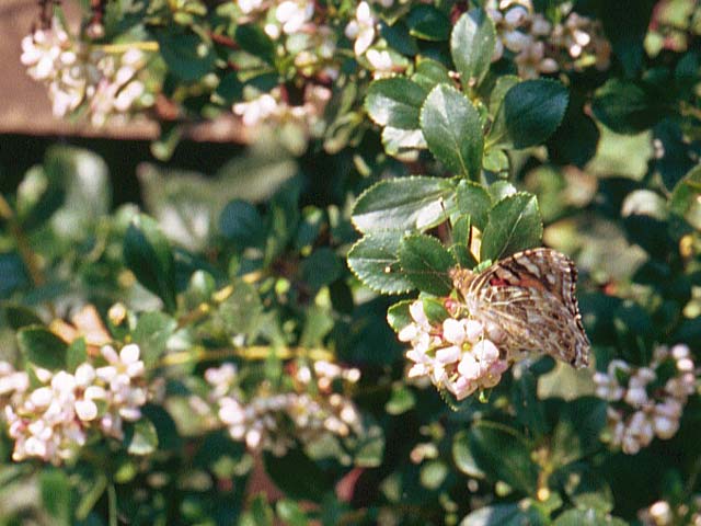 Painted Lady on Escallonia