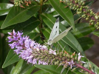Small White on Hebe