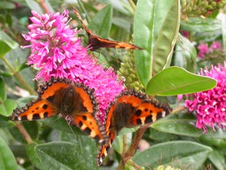 Small Tortoiseshells on Hebe Josephine