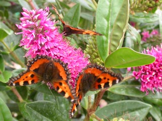 Small Tortoiseshells on Hebe Josephine