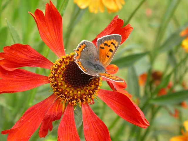 Small Copper butterfly on Helenium