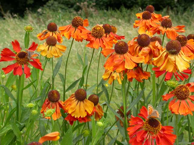 Small Copper butterfly on Helenium