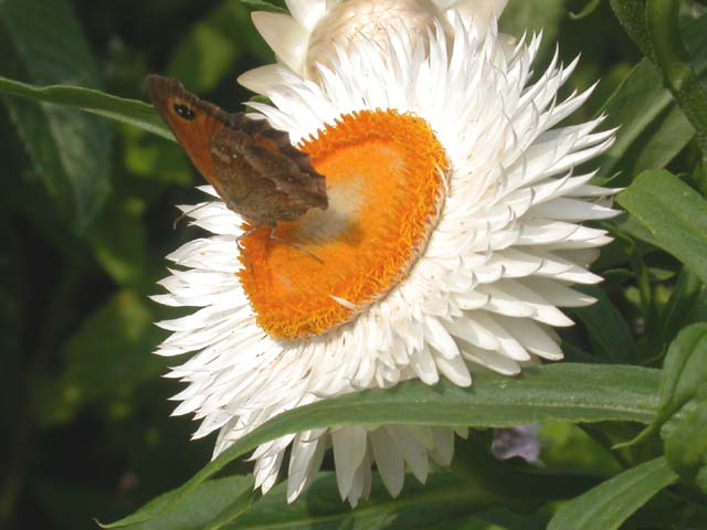 Gatekeeper butterfly on Helichrysum (Strawflower)