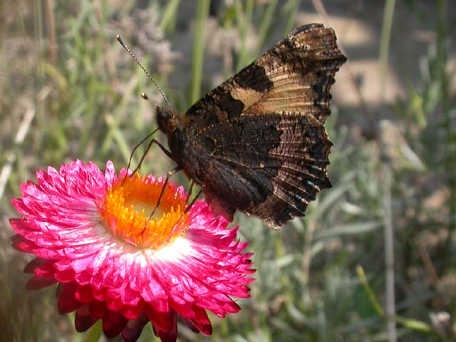 Small Tortoiseshell butterfly on Helichrysum (Strawflower)