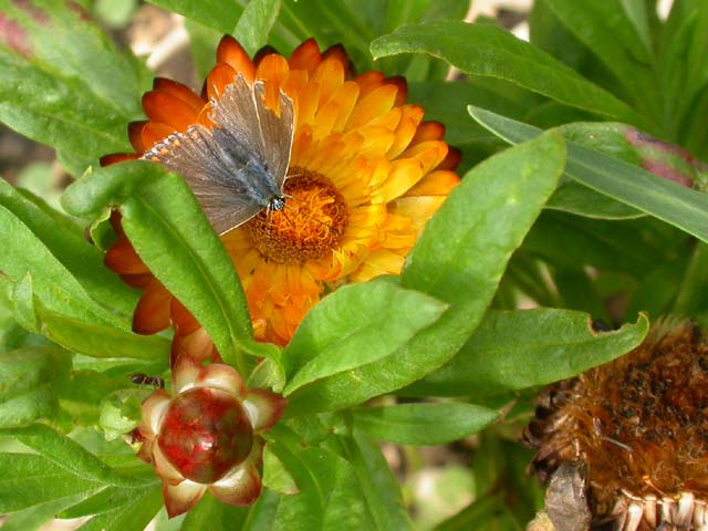 Common Blue butterfly on Helichrysum (Strawflower)
