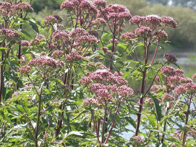 Hemp Agrimony