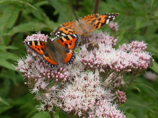 Small Tortoiseshell & Painted Lady butterflies on Hemp Agrimony (Eupatorium)