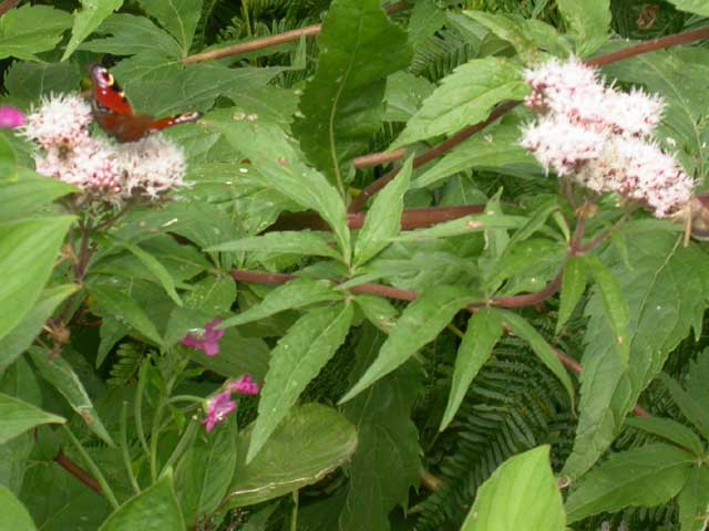 Peacock butterfly on Hemp Agrimony