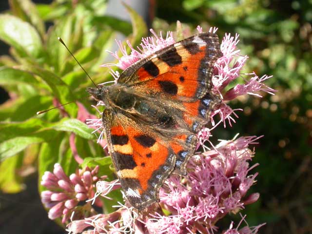 Small Tortoiseshell butterfly on Hemp Agrimony