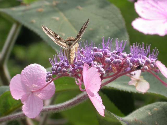 Silver Y moth on Lacecap Hydrangea