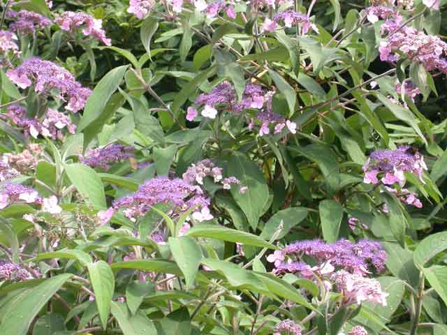 Meadow Brown and Small Tortoiseshell on Hydrangea