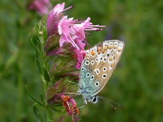 Common Blue on Pink Hyssop