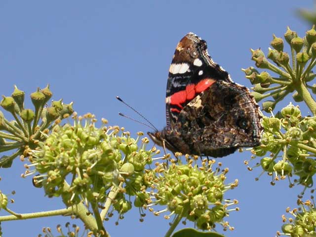 Red Admiral on Ivy