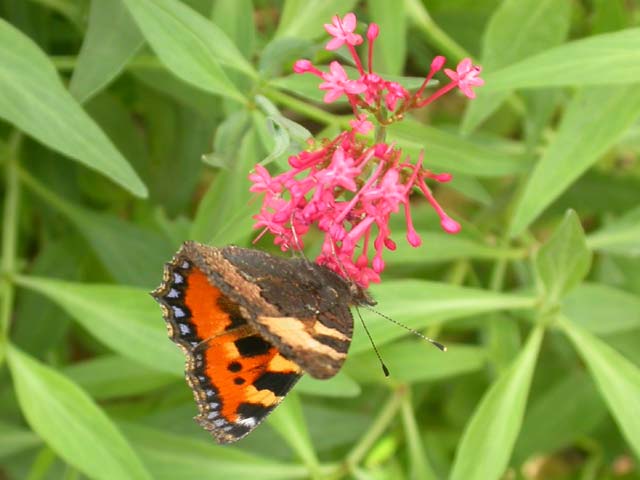 Small Tortoiseshell butterfly on Red Valerian (Kentranthus ruber)