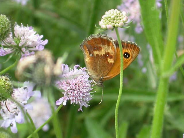 Gatekeeper butterfly on Field Scabious