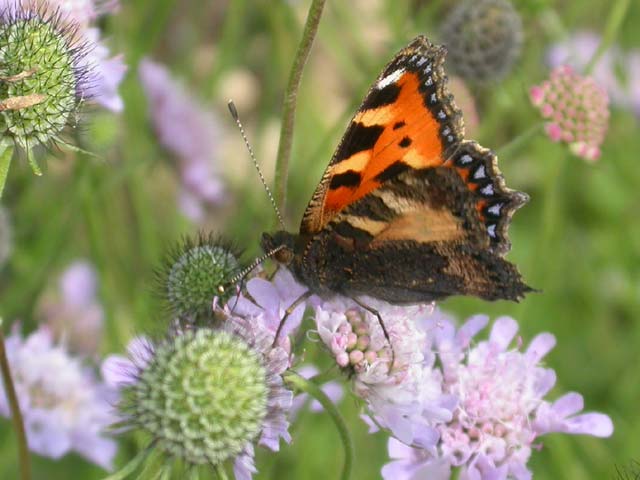 Small Tortoiseshell butterfly on Field Scabious