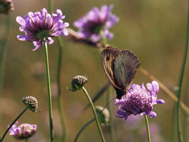 Meadow Brown butterfly on Field Scabious