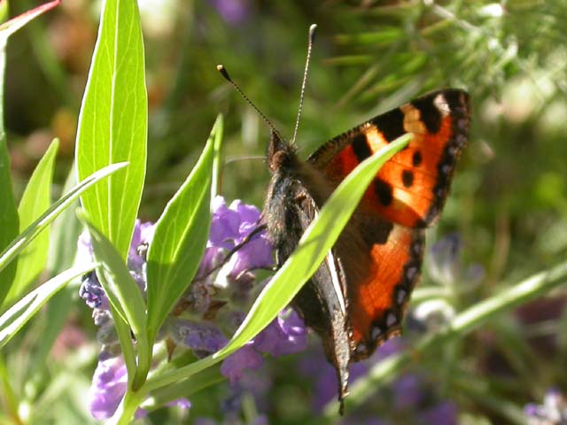 Small Tortoiseshell butterfly on Lavender