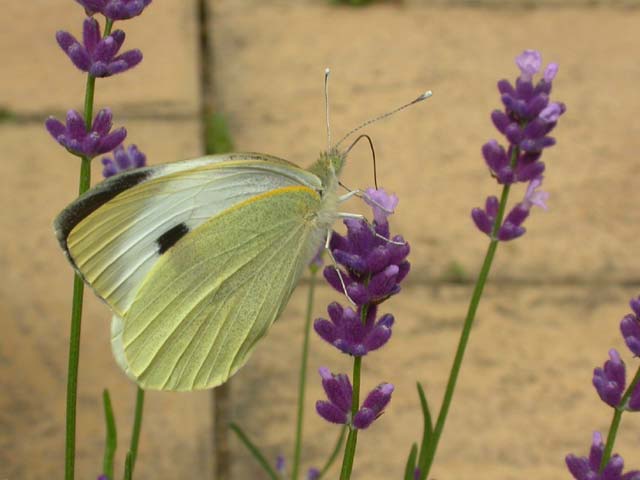 Large White butterfly on Lavender