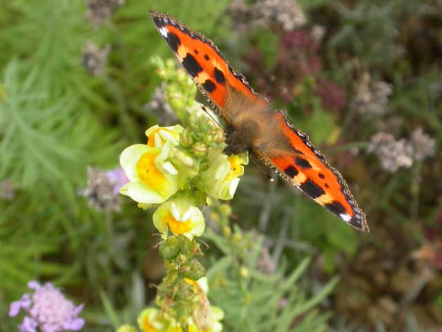 Small Tortoiseshell on Toadflax