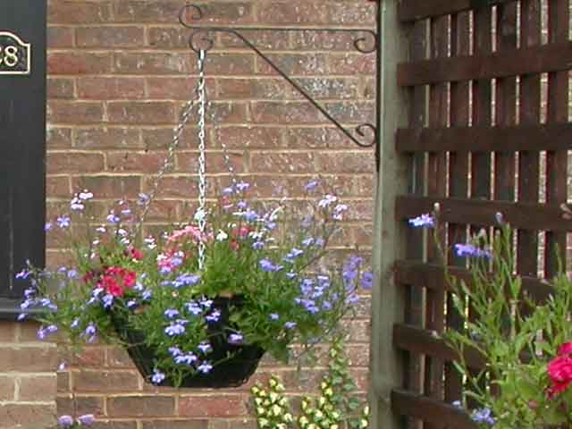 Lobelia in Hanging Basket