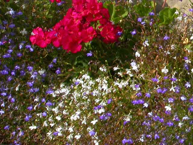 Lobelia - summer bedding plant