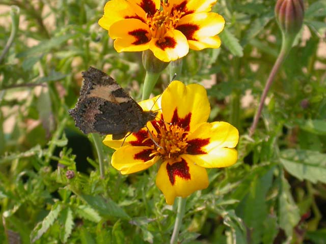 Small Tortoiseshell butterfly on French Marigold
