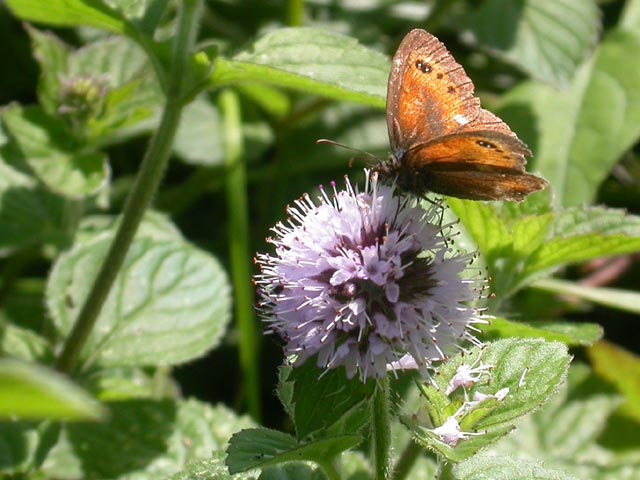 Gatekeeper butterfly on Mentha aquatica (Water Mint)