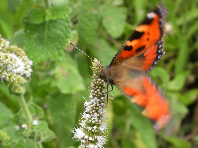 Small Tortoiseshell butterfly on Mint (Mentha)