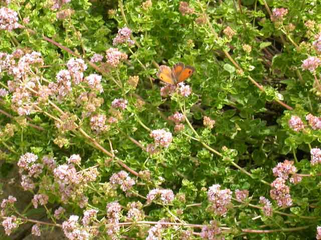 Gatekeeper on Marjoram