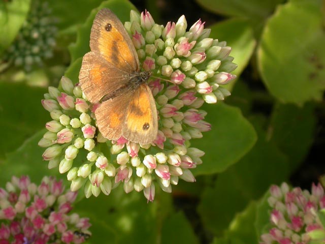 Gatekeeper butterfly on Sedum spectabile