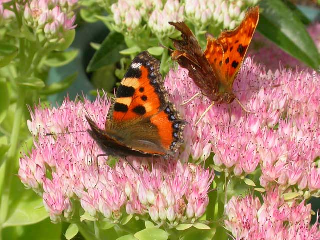 Small Tortoiseshell and Comma butterfly on Sedum spectabile