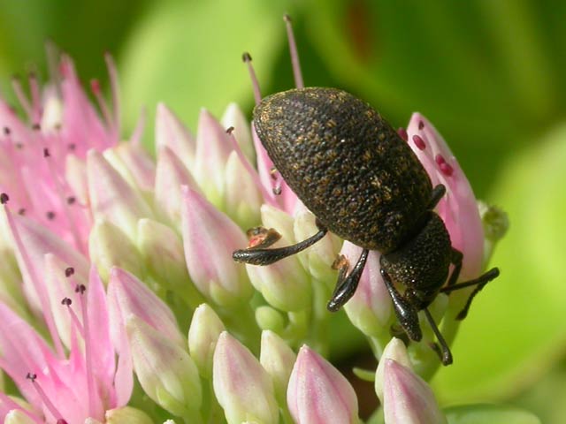 Vine Weevil on Sedum spectabile